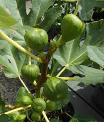 Peaches are the leading deciduous fruit crop grown in texas. Growing Figs In Houston