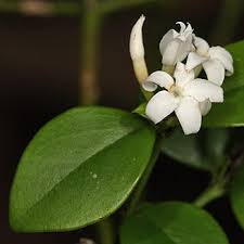 Image result for Carissa bispinosa