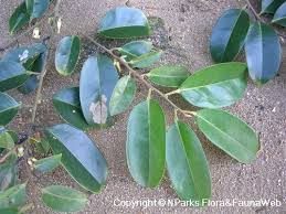 Image result for Diospyros ferrea