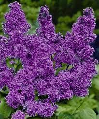 Pin Di Rebecca Higgins Su Purple Rain Down On Me Cottage Decorazioni Rugiada Del Mattino