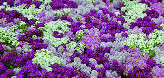 Alyssum Pixie Bright Mix