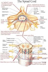 Neuro Spine Cheat Sheet Spinal Cord Anatomy Medical Knowledge Human Anatomy And Physiology