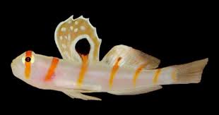 Image result for Lepidagathis randii