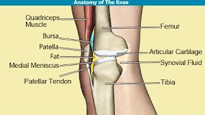 Muscles, either individually or in groups, are supported by fascia. Knee Joint Anatomy Bones Cartilages Muscles Ligaments Tendons Quadriceps