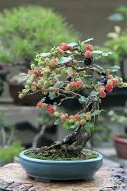 Pin Von Camila Yumi Auf Bonsai Bonsai Gurkengitter Bonsai Obstbaum
