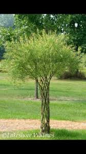Austrees have a life expectancy in excess of 50 years depending on the growing conditions and the planting site.'. Hybrid Willow Tree In A Pot For Sale In Blanchardstown Dublin From Artisan Grow