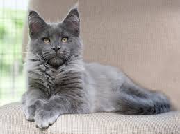 Maine coon cats are intelligent, trainable, described as dog like. Grey Maine Coon Does It Even Exist Excitedcats