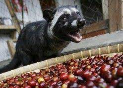 The Cruelty Behind The Most Expensive Coffee In The World Expensive Coffee Civet Coffee Civet Cat Coffee