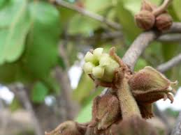 Image result for Diospyros kirkii