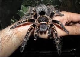 Maybe you would like to learn more about one of these? Golden Knee Tarantula Jonathan S Jungle Roadshow