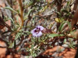 Image result for Aptosimum albomarginatum