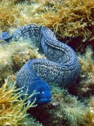 9 Moray Eel Beautiful Sea Creatures Ocean Animals Ocean Creatures