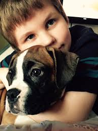 Hank the boxer settled into his new home in Middle Tennessee