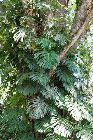 Image result for Lankesteria