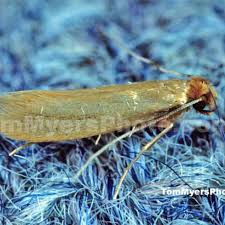 Whether its termite control, rodent control, or any kind of vermin you're dealing with, we provide reliable and safe solutions for the lexington, ky and lawrenceburg, ky area. All Rite Pest Control In Lexington Ky Versailles