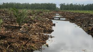 Tanah gambut bukanlah lahan subur untuk menanam tanaman. Gambut In English