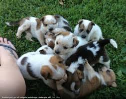 Fb Craigslist Australian Cattle Dog Cattle Dog Dogs