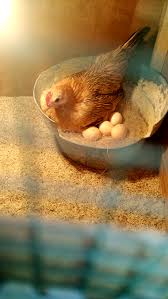 Telur ayam jantan pembawa rejeki. Pengelaman Bertelur Ayam Serama Serama Doflamingo Farm
