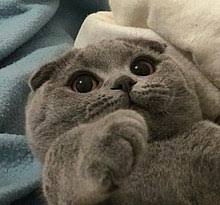 The munchkin is considered to be the original breed of dwarf cat. Scottish Fold Wikipedia