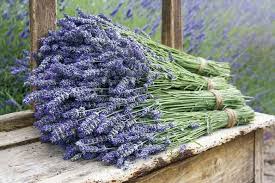 I want flowers in spanish. Lavender Varieties And Blooming Seasons