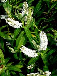 Image result for Heinsia zanzibarica