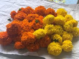 We did not find results for: Jasmine Indian Flowers Home Facebook