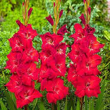 Gladiolus Traderhorn K Van Bourgondien Gladiolus Flower Gladiolus Bulbs Gladiolus
