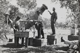 4131b 4 16 Matthews Yeates And Nossiter With The Perth Observatory Reflector 1922 Wallal Solar Eclipse Expedition Observatory Solar Solar Eclipse