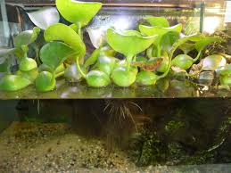 31022d1369042962 Water Hyacinth Water Plants 028 Jpg 1200 900