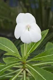 Image result for Impatiens stuhlmannii