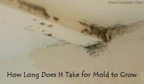 However, they can spread quickly into a larger area and cover most parts of the wall. How Long Does It Take For Mold To Grow Restorationmaster Finder