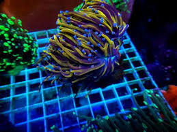 Indo ultra gold tip torch #2 $ 250.00. Ia This Ny Knicks Torch Reef2reef Saltwater And Reef Aquarium Forum