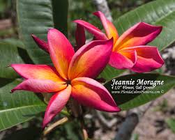 Our skilled florists in houston will create stunning bouquets for any occasion. Plumeria Resources Archives Plumeria Today