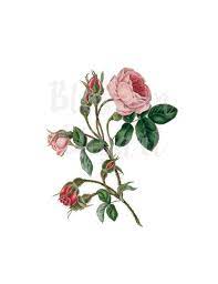 Wild Rose Clipart Vintage Flower Vintage Rose Png Clip Art Etsy Rose Clipart Clip Art Vintage Flowers Photography Wallpaper