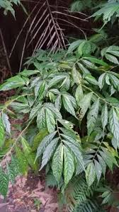 Image result for Elatostema monticola