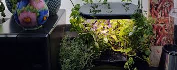 Küchenkräuter aus dem eigenen kräutergarten: Indoor Krautergarten