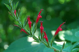 Pin On Herbs