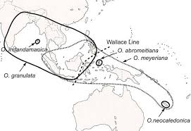 Image result for Leersia oncothrix