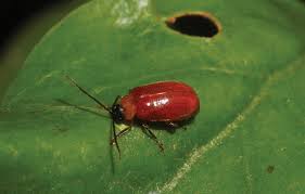 Image result for Hydrostachys insignis