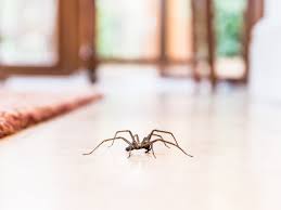 Can you imagine what would happen if we. The Truth About Swallowing Spiders In Our Sleep