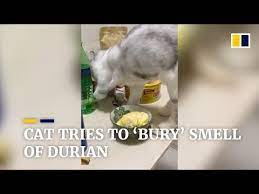Cat Tries To Bury Smell Of Durian Youtube Cats Smelling Durian Cats