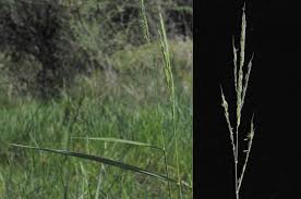 Image result for Oryza longistaminata