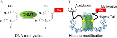 So far, more than 200 ptms have been characterized. Frontiers Perspectives On The Role Of Histone Modification In Breast Cancer Progression And The Advanced Technological Tools To Study Epigenetic Determinants Of Metastasis Genetics