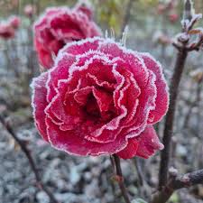 Southland frosts #invercargillnz #invercargill #southlandnz #mysouthland  #Southland #newzealand #queensparkinvercargill #botanicalgardens #may #frost  #roses