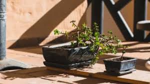 Causes of tree leaves turning brown. Bonsai Leaves Turning Yellow 5 Reasons Why This Happens Plantophiles
