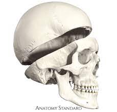 Cranial Base Calvaria Skull Anatomy Art Anatomy Bones