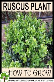 This versatile greenery is an affordable way to make your designs go far. Ruscus Plant How To Grow Care