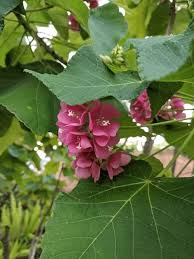 Image result for Dombeya
