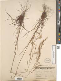 Image result for Triraphis schinzii