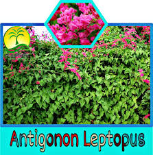 Bioteknologi adalah suatu bidang baru dalam kehidupan dunia moden. Operasi Penyeliaan Ladang Kelapa Sawit Objave Facebook